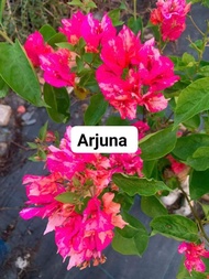 Cây giống hoa bông giấy Arjuna - hoa giấy đổi màu giống mới