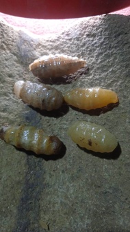 kepompong kumara