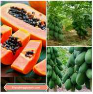 ANAK POKOK BETIK SEKAKI (1 FEET PAPAYA) HYBRID TAIWAN Buah Buahan Fruits Live Plant [WEST MALAYSIA O