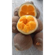 (EXTREMELY RARE)Anak Pokok Buah Cupa-Cupa Atau Peruvian Sapote(BUAH EKSOTIK Super Rare Plant)🔥