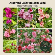 GWM-Assorted Balsam Seed/Impatiens Balsamina/Biji Benih Pokok Bunga Keembong/混色凤仙花种子