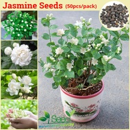 Malaysia Ready Stock 50pcs/pack Jasmine Seeds Fragrant Flower Plant Seeds Ornamental Flower Seeds for Gardening Bonsai Tree Live Plant Seed Air Purifying Indoor Plants Outdoor Real Plant Garden Decoration Items Benih Pokok Bunga Easy To Grow In The Local