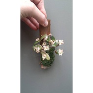 anggrek spesies mini unik dendrobium pachyphyllum dewasa