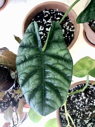 alocasia sinuata dragon scale jewel plant seeds