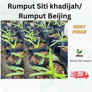 Rumput siti khadijah/ rumput beijing