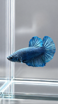 Giant Betta HMPK Blue