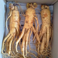 Fresh ginseng 3 half roots - Tong Phuc Distributor
