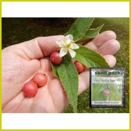 ☏ ❤ ∱ Kerson Fruit Seeds Mansanitas ( Approx 100 seeds )