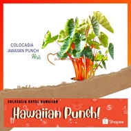 🍃 COLOCASIA ROYAL HAWAIIAN : "HAWAIIAN Punch | Hawaiian Eye"🍃 [Caladium Plants-Pokok Keladi / Real Live Plant] 🍃