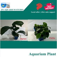 Anubias var. - Aquatic Live Plant Aquarium Aquascape Anubias Nana Petite Golden Coin Coffeefolia