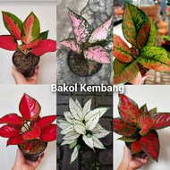 Bunga Aglonema 6 Jenis