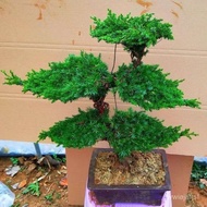（Spot Goods）Black Pine Bonsai Real Pine Tree Bonsai Potted Pine Tree Seedling Welcome Pine Bonsai Re