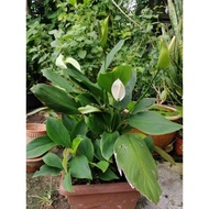 (Ready Stock) 🌿 Fragrant Peace Lily 香味白掌 Live Plant – Easy Care Indoor / Outdoor