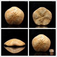 天然海膽化石標本原石 海星化石 進口古生物化石 教學標本 精選款