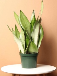 [Live Plant with Pot] 🍀 Grey or Silver Snake Plant - Snake Plant - Sansevieria Moonshine