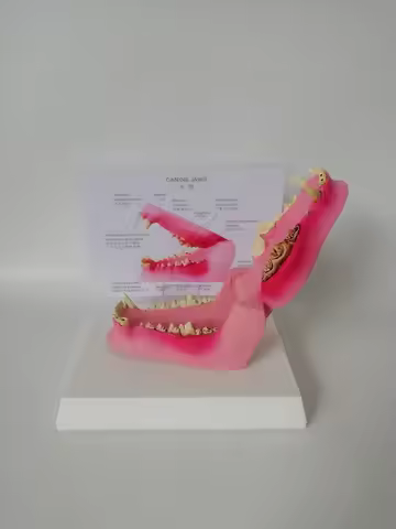 Canine Dog Jaw Anatomical Model Anatomy Veterinary Professional Dental Animal Skeleton Decomposition