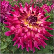 DINNERPLATE DAHLIA TUBER ID SPOILED ROTTEN-SWAN DAHLIA