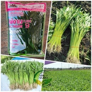 1kg Benih Kangkung PAI NGAM 9 / Chinese Convolvulus Seed/Kangkung Daun Tirus Panjang /Kangkung Bambo