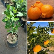 fresh bibit jeruk dekopon okulasi tanaman buah jeruk pohon jeruk non