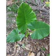 anak pokok keladi gajah