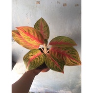 ♞Aglaonema/Different Kinds of Aglaonema