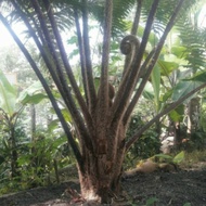 pohon pakis besar media tanam anggrek 2 meter tanam hidup