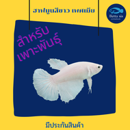 ปลากัดฮาฟมูนสีขาว เพศเมีย สำหรับเพาะพันธุ์  ปลากัดสีขาวหางยาว ตัวเมีย มีจำกัด มีประกันสินค้า