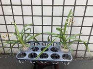 【山谷野生蘭】雅美萬代蘭 Vanda lamellata (實生苗)