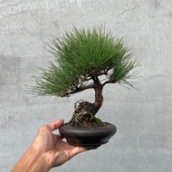 小品盆栽-黑松 三河黑松 盆景 送禮