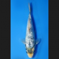 Ikan Koi Shiro Ginrin Import Jepang Sertifikat Omosako Code 63