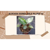 ALOCASIA GUINEA GOLD 916 (POT A,B,C)