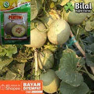 Benih Melon Pertiwi Anvi 15Gr || Bibit Hibrida Tahan Virus