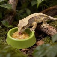 1-2pcs Mini Reptile Fruit Puree Feeding Bowl, Dopamine Color Small Food Water Dish For Crested Gecko