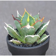 GEM Succulent Plant 小岛白刺龙舌兰植物Agave Titanota
