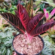tanaman hias aglonema red sumatra - aglonema red sumatera