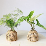 水培植栽│大理石合果芋_室內植物 辦公室盆栽 植栽 盆栽 水耕