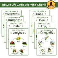 8Pcs Animal Life Cycle Posters Classroom Nature & Science Insect Life Cycle Diagrams Learning Charts