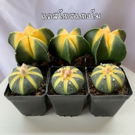 แอสโตรไฟตั้มด่างร่องเขียวอ่อน Astrophytum, cactus ,succulent กระบองเพชร  ไม้อวบน้ำ