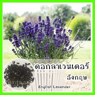 พร้อมส่ง ❗ รหัส 149 เมล็ดพันธุ์ OP แท้   ดอกลาเวนเดอร์ อังกฤษ - English Lavender เมล็ดดอกไม้ ดอกไม้ปลูกสวยๆ เมล็ดผัก ต้นไม้สวยงาม