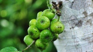 buah loa / buah ara fresh 1 kg