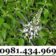 Cat's Whiskers (Silver Cotton, Mao Mieu) Dried 01KG Treats Stones, Beautiful Diuretic