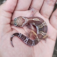 Leopard Gecko (MackSnow Tremper)