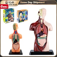 3D Human Torso Anatomy Model Anatomical Human Body Model Cognitive Science Educational Toys