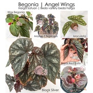 Tanaman Hias Begonia Polkadot | Begonia Polcadot | Begonia Maculata