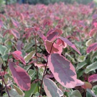 tanaman hias pretty pink pohon retiping hias daun pink