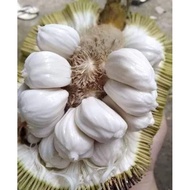 POKOK BUAH TARAP sangat rare