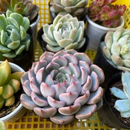 COMBO SEN ĐÁ 4-6CM GIỐNG MỚI TO ĐẸP DỄ TRỒNG