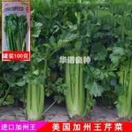 蔬菜種籽子深綠大芹菜籽美國西芹種籽進口加州王芹菜種子 種籽種苗hn