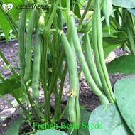 Organic Kidney Bean Seeds for Planting Vegetables Plants (20 Seed) French Beans String Beans Seed Gr