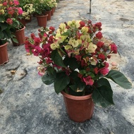 ♞,♘100 Pcs Mixed Colorful Dwarf Bougainvillea Flower Seeds for Planting   Gardening Flower Plants S